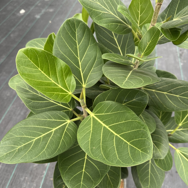 孟加拉榕1.6-1.7米，广州荔湾基地***********