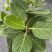 孟加拉榕1.6-1.7米，广州荔湾基地***********