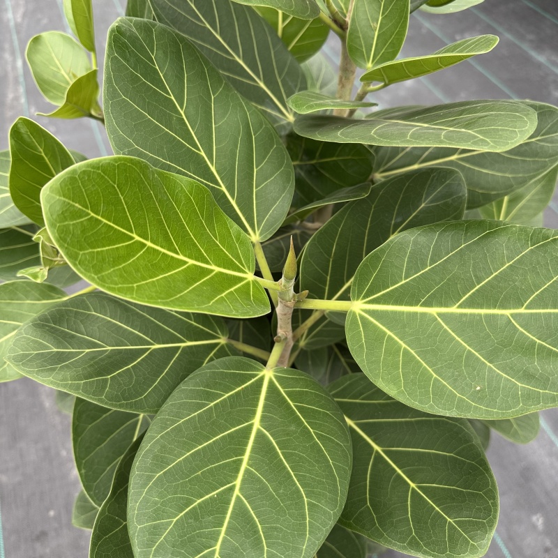 孟加拉榕1.6-1.7米，广州荔湾基地***********