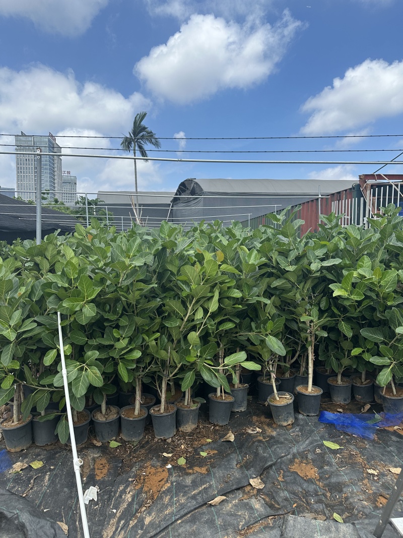 孟加拉榕1.6-1.7米，广州荔湾基地***********