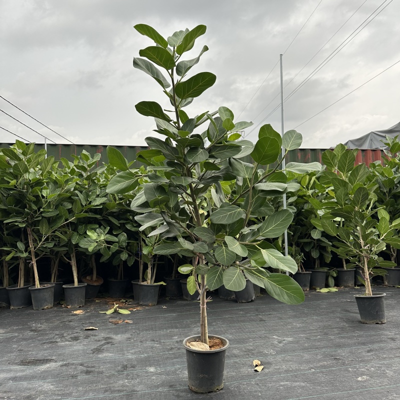 孟加拉榕1.6-1.7米，广州荔湾基地***********