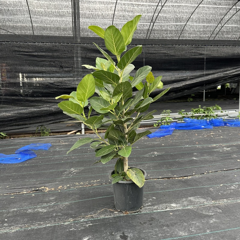 孟加拉榕1.6-1.7米，广州荔湾基地***********
