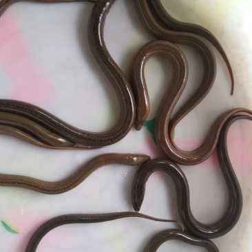 自家稻田鳝鱼，无公害，天然生长，肉质鲜嫩，清水养殖！
