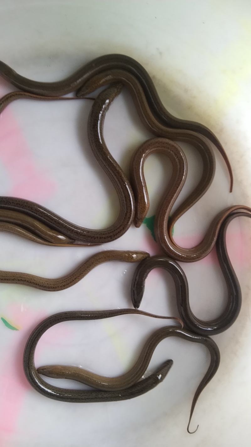 自家稻田鳝鱼，无公害，天然生长，肉质鲜嫩，清水养殖！