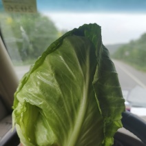 精品中甘