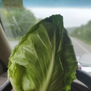 精品中甘