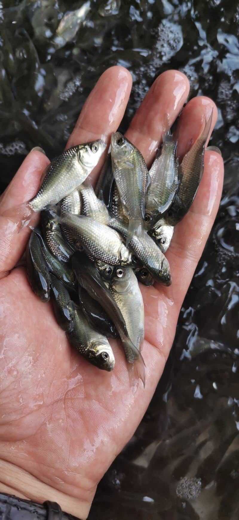 正宗鲫鱼苗品相好易饲养产地直供无中间商