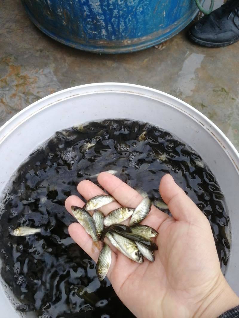 正宗鲫鱼苗品相好易饲养产地直供无中间商