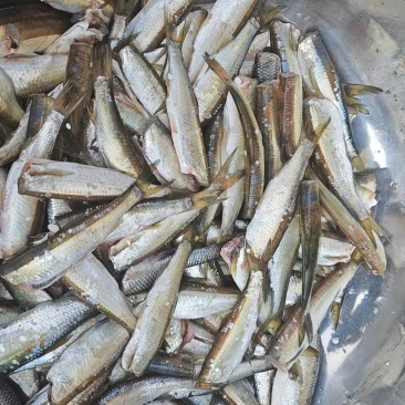 自家水库小白条，包处理，有需要联系。