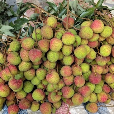 灵山荔枝