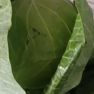 橄榄