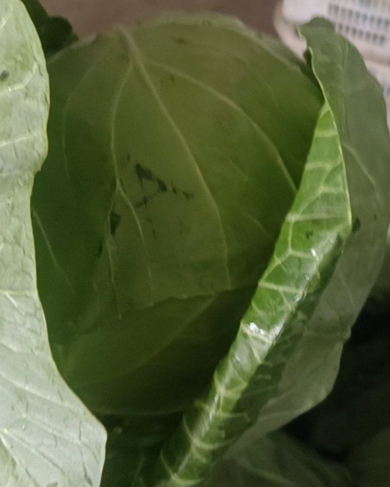 橄榄