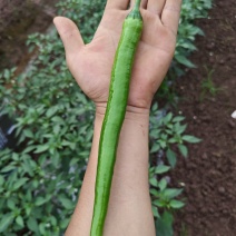 二荆条