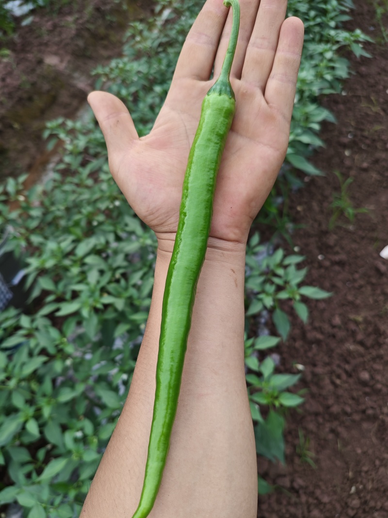 二荆条