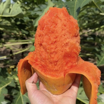 矮化冰糖红心水果木瓜苗
