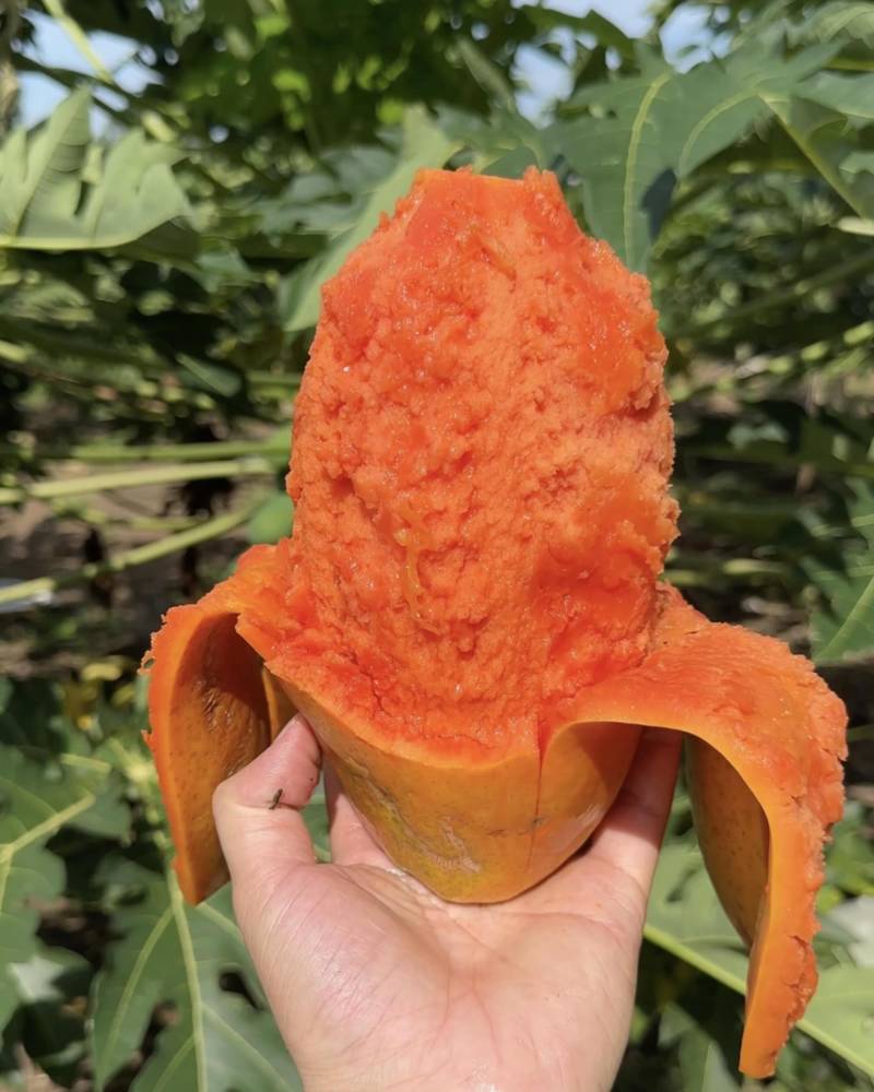 矮化冰糖红心水果木瓜苗