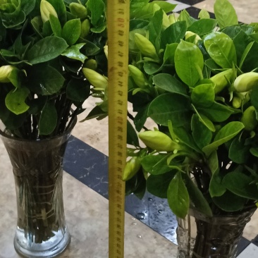 四川犍为清溪鲜切栀子花现采现发