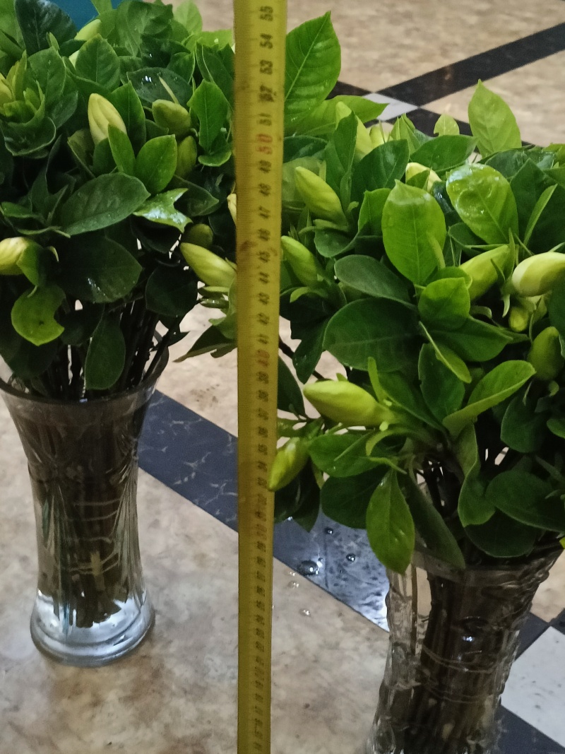 四川犍为清溪鲜切栀子花现采现发
