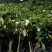 四川犍为清溪鲜切栀子花现采现发