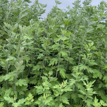 新鲜艾草批发