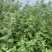 新鲜艾草批发