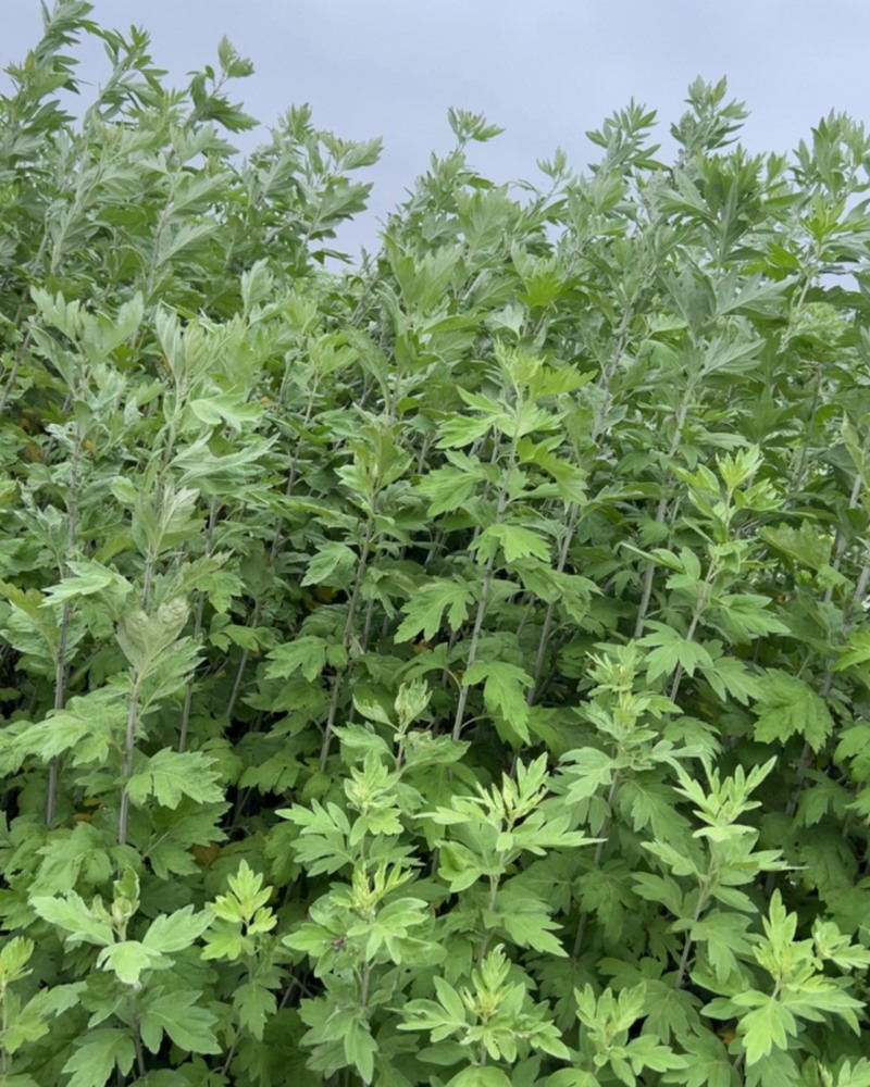 新鲜艾草批发