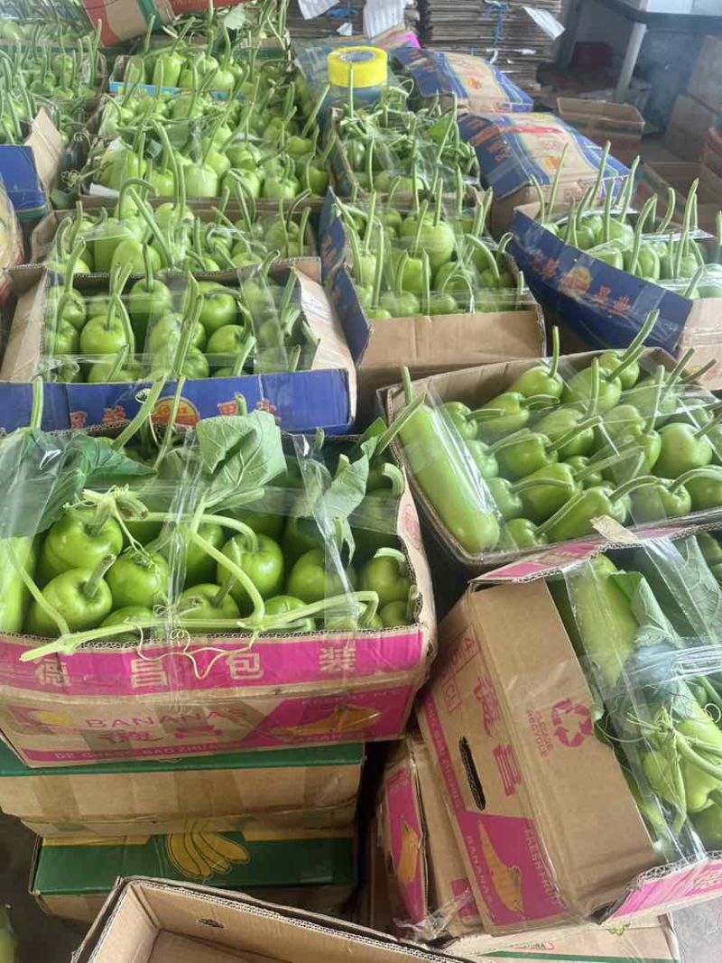 精品瓠瓜