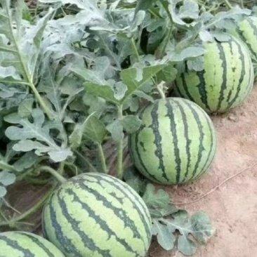 8424，麒麟西瓜