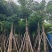 秋枫8-18分，一手货源，基地直销，各种规格，大量低价出售