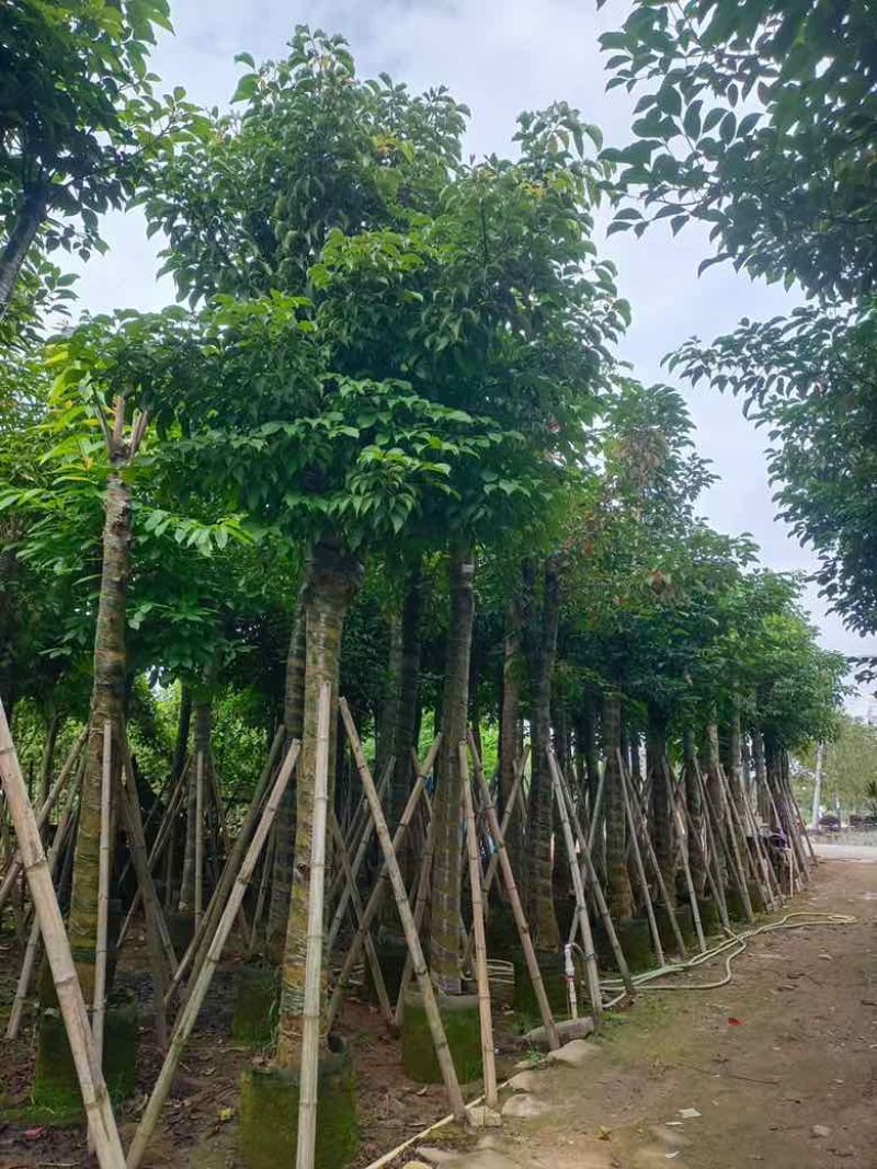 秋枫8-18分，一手货源，基地直销，各种规格，大量低价出售