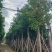 秋枫8-18分，一手货源，基地直销，各种规格，大量低价出售