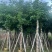 秋枫8-18分，一手货源，基地直销，各种规格，大量低价出售