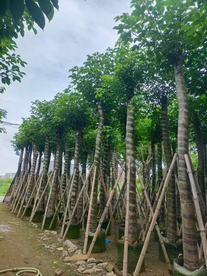 秋枫8-18分，一手货源，基地直销，各种规格，大量低价出售