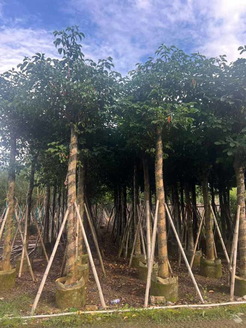 秋枫8-18分，一手货源，基地直销，各种规格，大量低价出售