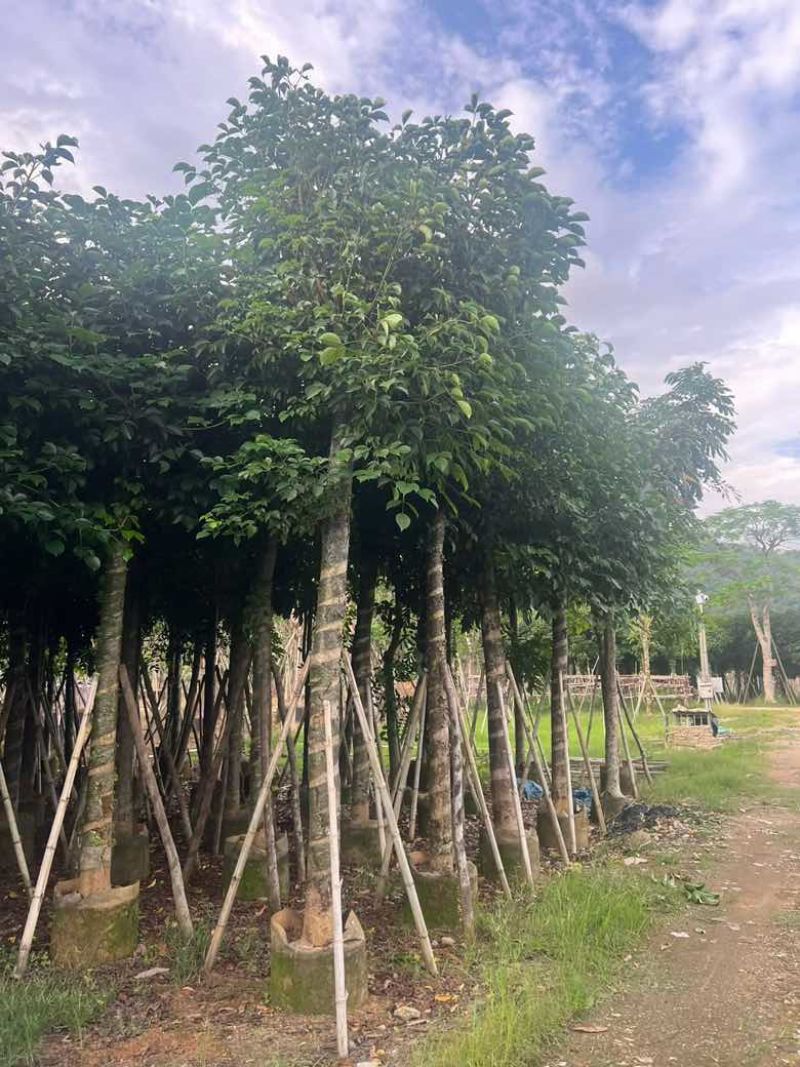 秋枫8-18分，一手货源，基地直销，各种规格，大量低价出售