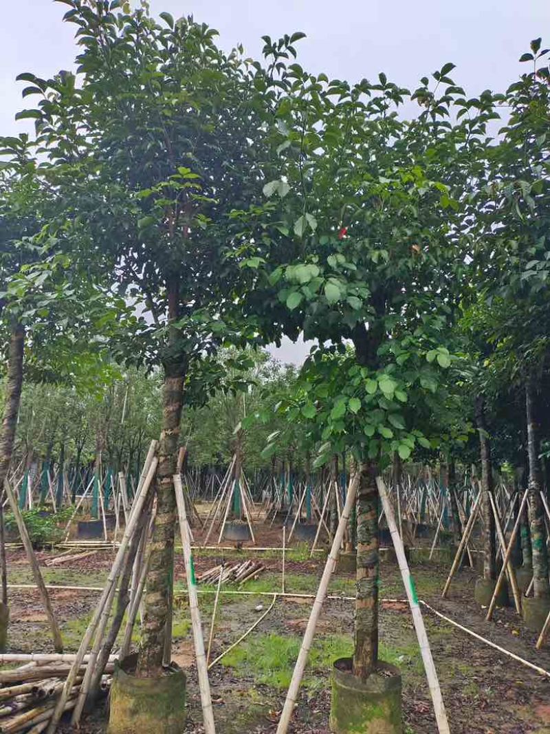秋枫8-20分，截杠，骨架，养冠，各种规格，大量低价出售
