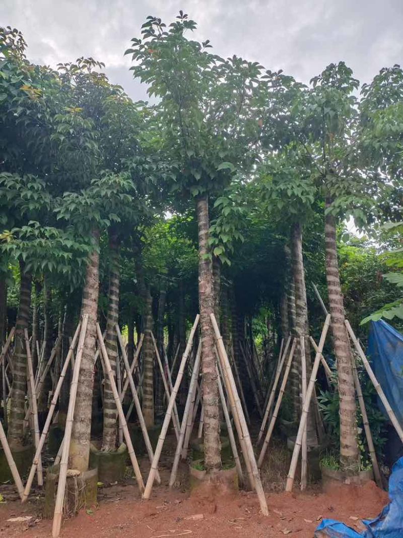 秋枫8-20分，截杠，骨架，养冠，各种规格，大量低价出售