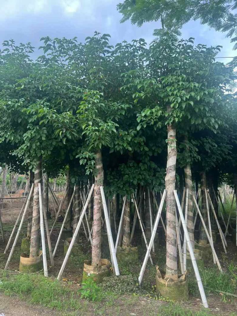 秋枫8-20分，截杠，骨架，养冠，各种规格，大量低价出售