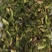 新鲜蕨菜