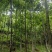 青钱柳