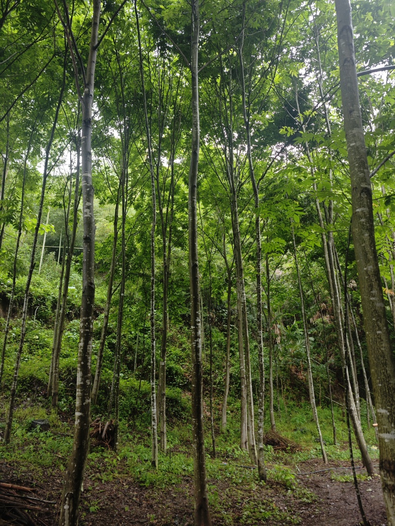 青钱柳