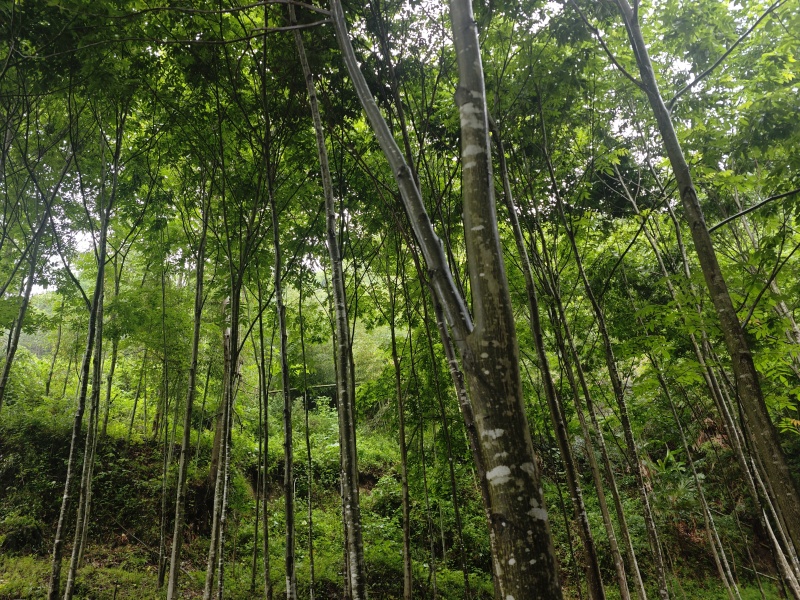 青钱柳