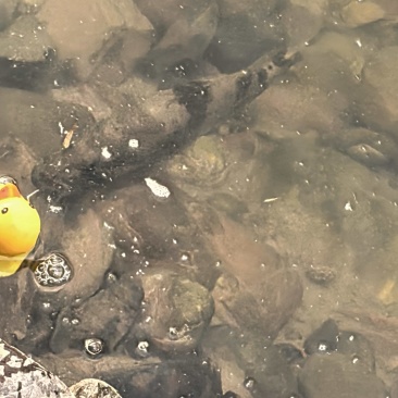 湖南隆回野生桂鱼