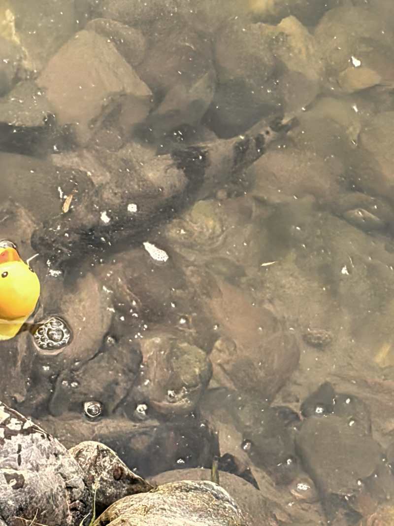 湖南隆回野生桂鱼