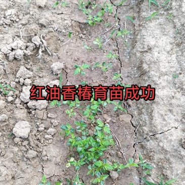 红油香椿6号香椿苗