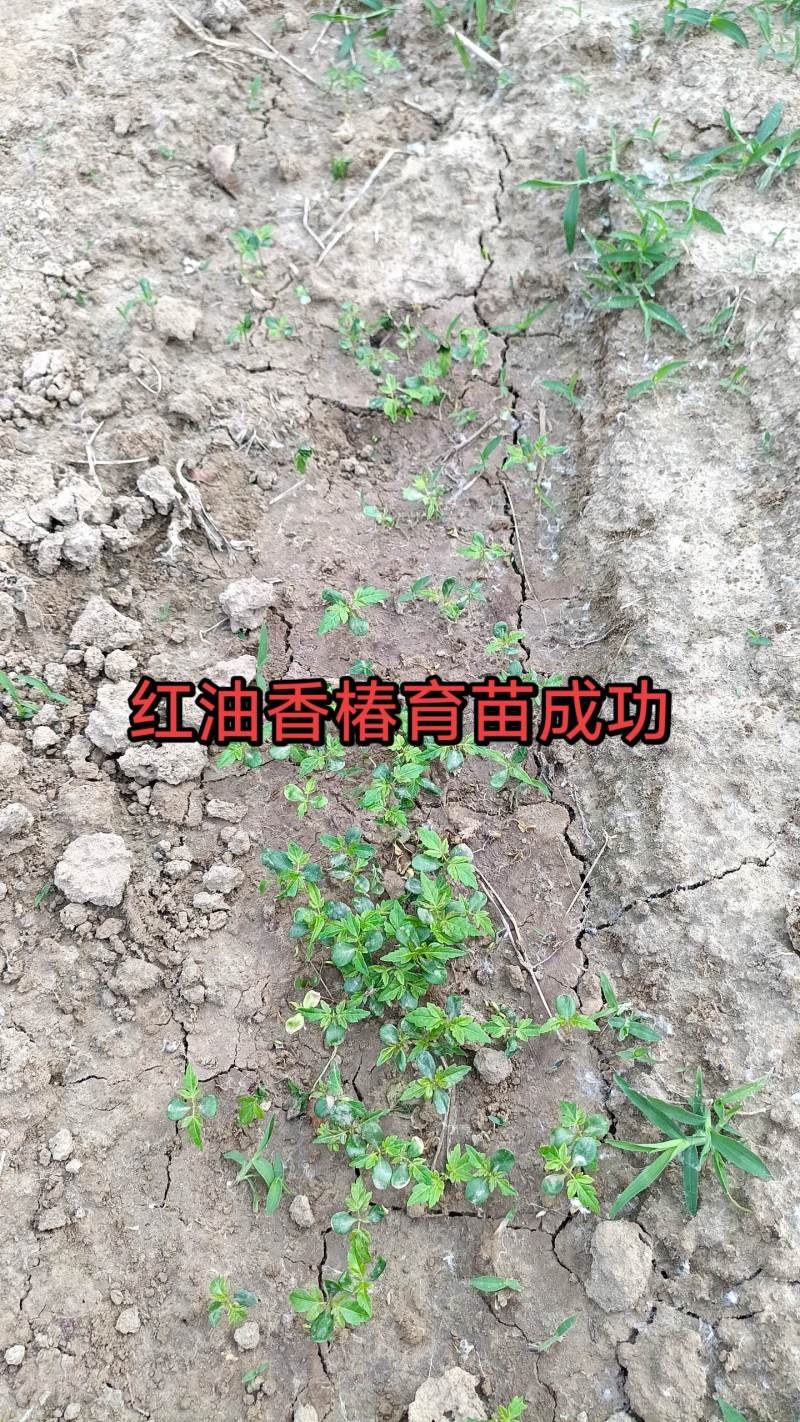 红油香椿6号香椿苗