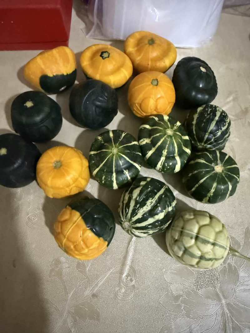 墨西哥葫芦，新鲜采摘，各种样式都有