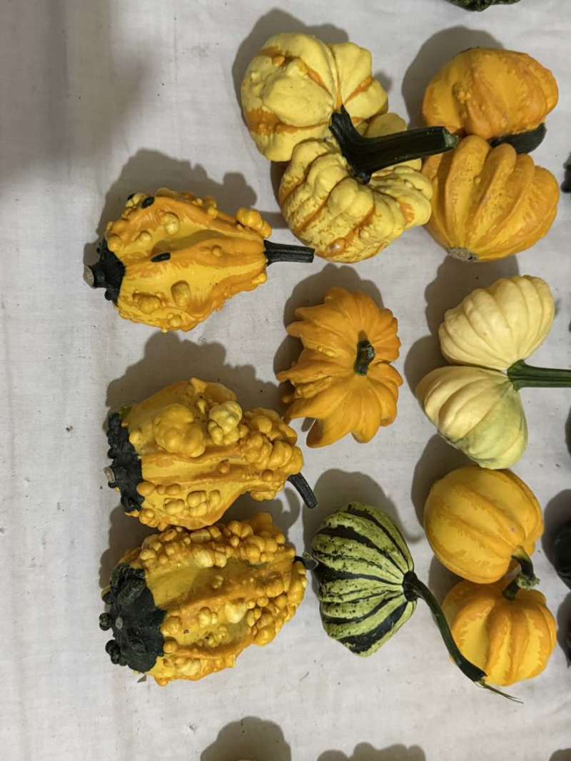墨西哥葫芦，新鲜采摘，各种样式都有