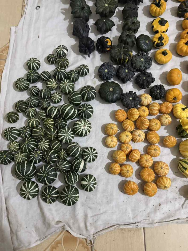 墨西哥葫芦，新鲜采摘，各种样式都有
