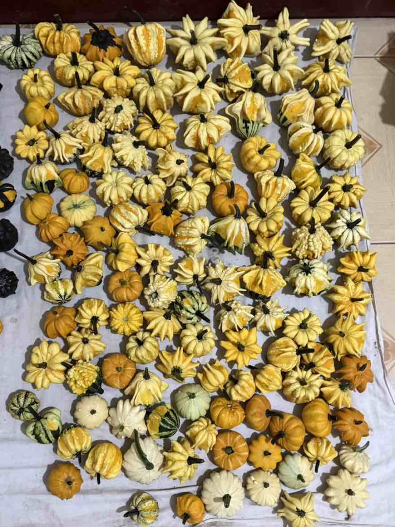 墨西哥葫芦，新鲜采摘，各种样式都有
